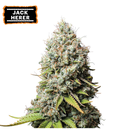 ▷ Buy Jack Herer Fem seeds⛰️【Seedstockers Oficial】CLASSIC