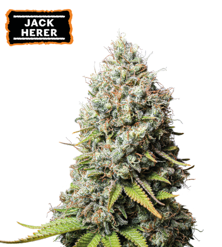 ▷ Buy Jack Herer Fem seeds⛰️【Seedstockers Oficial】CLASSIC