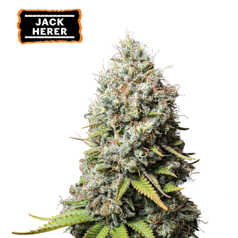 ▷ Buy Jack Herer Fem seeds⛰️【Seedstockers Oficial】CLASSIC