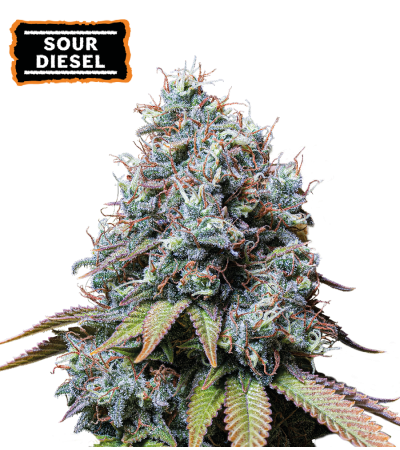 ▷ Buy Sour Diesel Fem seeds⛰️【Seedstockers Oficial】CLASSIC