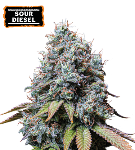 ▷ Buy Sour Diesel Fem seeds⛰️【Seedstockers Oficial】CLASSIC