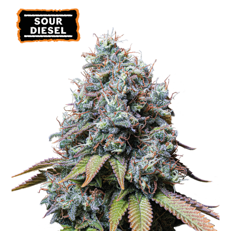 ▷ Buy Sour Diesel Fem seeds⛰️【Seedstockers Oficial】CLASSIC