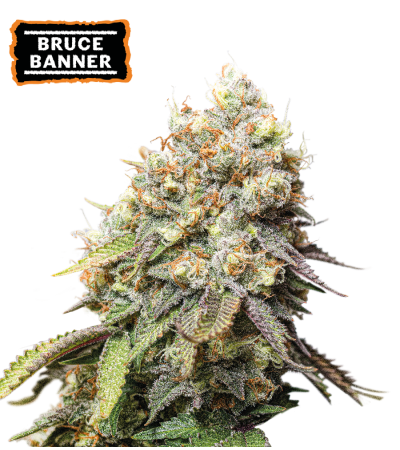 ▷ Buy Bruce Banner Fem seeds⛰️【Seedstockers Oficial】USA