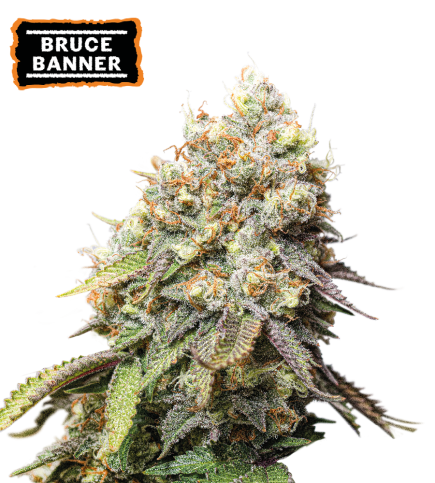 ▷ Buy Bruce Banner Fem seeds⛰️【Seedstockers Oficial】USA