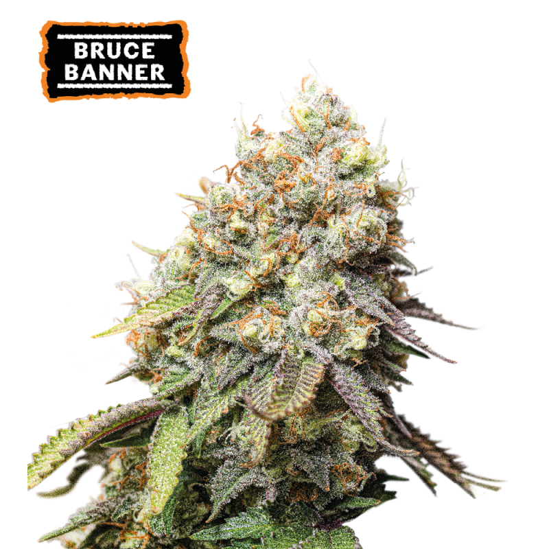 ▷ Buy Bruce Banner Fem seeds⛰️【Seedstockers Oficial】USA