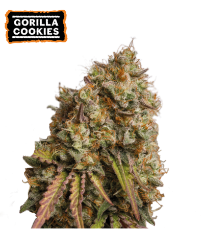 ▷ Buy Gorilla Cookies Fem seeds⛰️【Seedstockers Oficial】USA