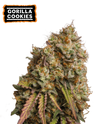 ▷ Buy Gorilla Cookies Fem seeds⛰️【Seedstockers Oficial】USA