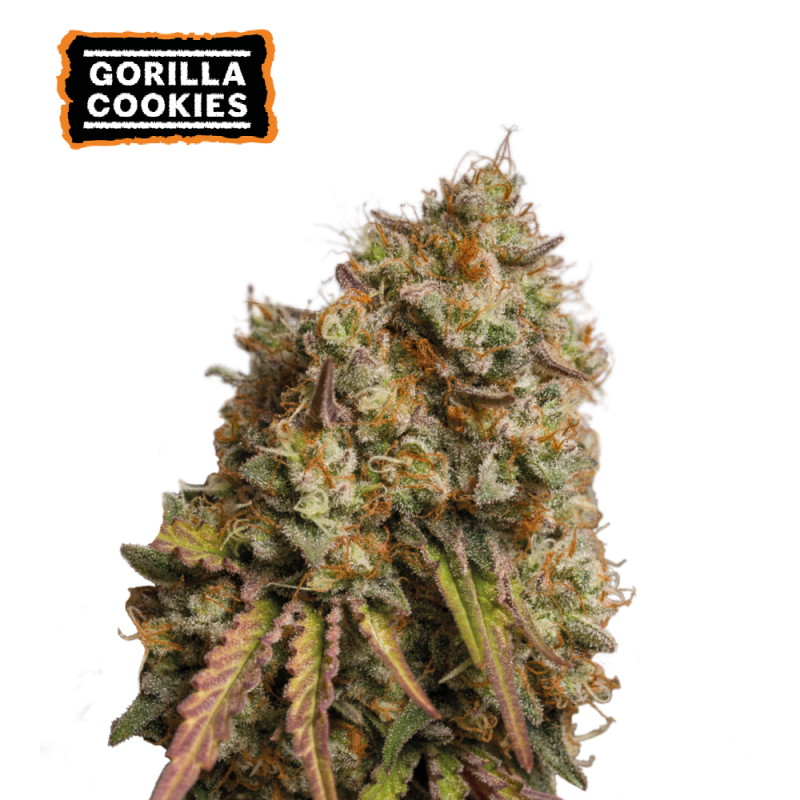 ▷ Buy Gorilla Cookies Fem seeds⛰️【Seedstockers Oficial】USA