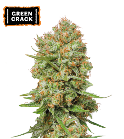 ▷ Buy Green Crack Fem seeds⛰️【Seedstockers Oficial】USA