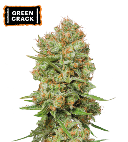 ▷ Buy Green Crack Fem seeds⛰️【Seedstockers Oficial】USA