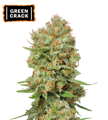 🪴 Green Crack | Feminized Cannabis Seeds | Shop at Seedstockers UK 🐿️