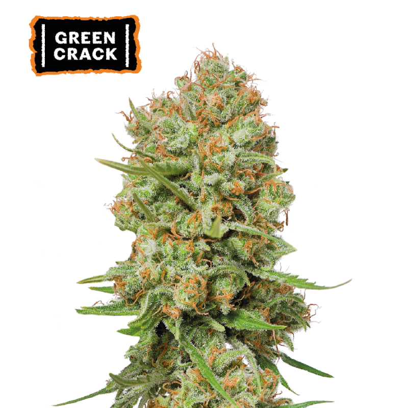 ▷ Buy Green Crack Fem seeds⛰️【Seedstockers Oficial】USA