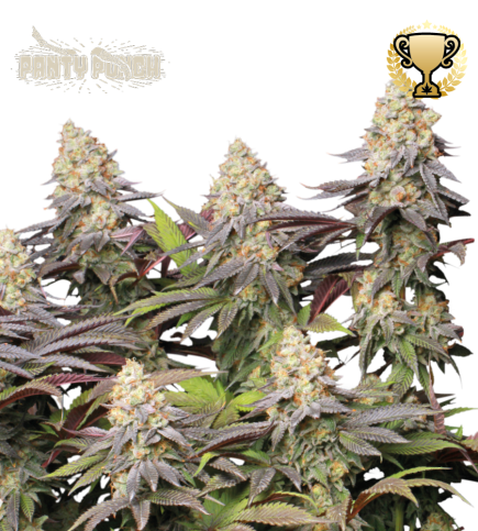 Buy Panty Punch Fem Exclusive Seeds️ Superior - Seedstockers