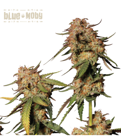 ▷ Buy Blue Moby Fem exclusive seeds【Seedstockers Oficial】SUPERIOR