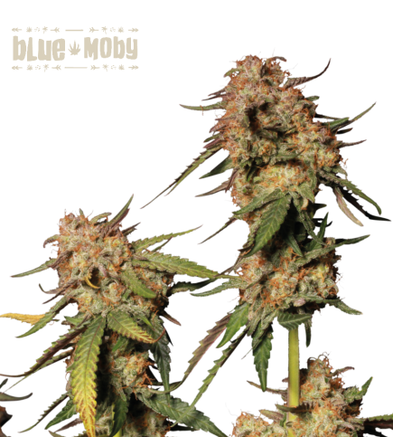 ▷ Buy Blue Moby Fem exclusive seeds【Seedstockers Oficial】SUPERIOR