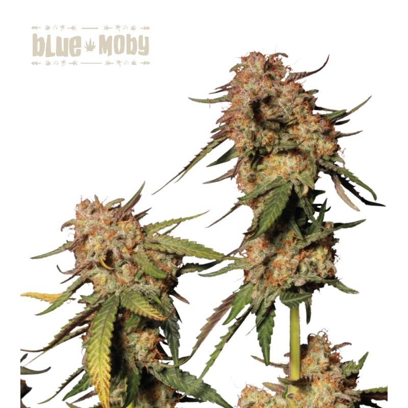 ▷ Buy Blue Moby Fem exclusive seeds【Seedstockers Oficial】SUPERIOR