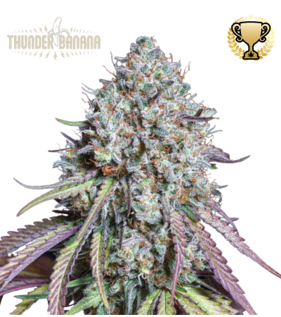 Buy Thunder Banana Fem Exclusive Seeds️ - Seedstockers