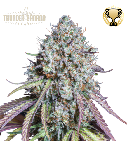 Buy Thunder Banana Fem Exclusive Seeds️ - Seedstockers