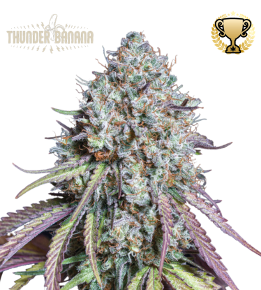 🪴 Thunder Banana© | Feminized Cannabis Seeds | Shop at Seedstockers UK 🐿️