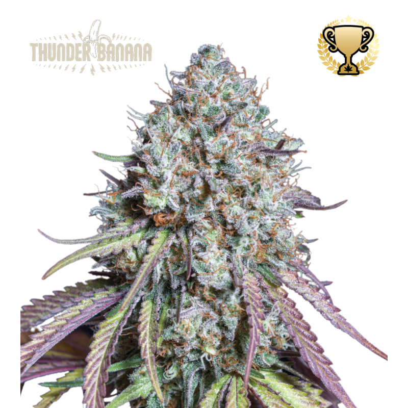 Buy Thunder Banana Fem Exclusive Seeds️ - Seedstockers