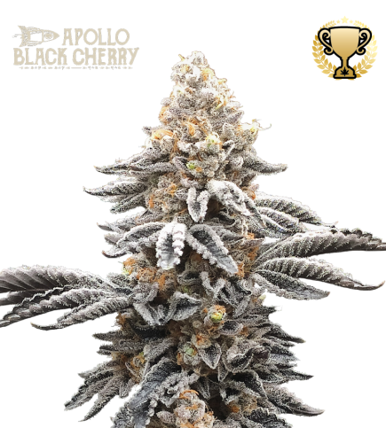 Buy Apollo Black Cherry Fem exclusive seeds️ - Seedstockers