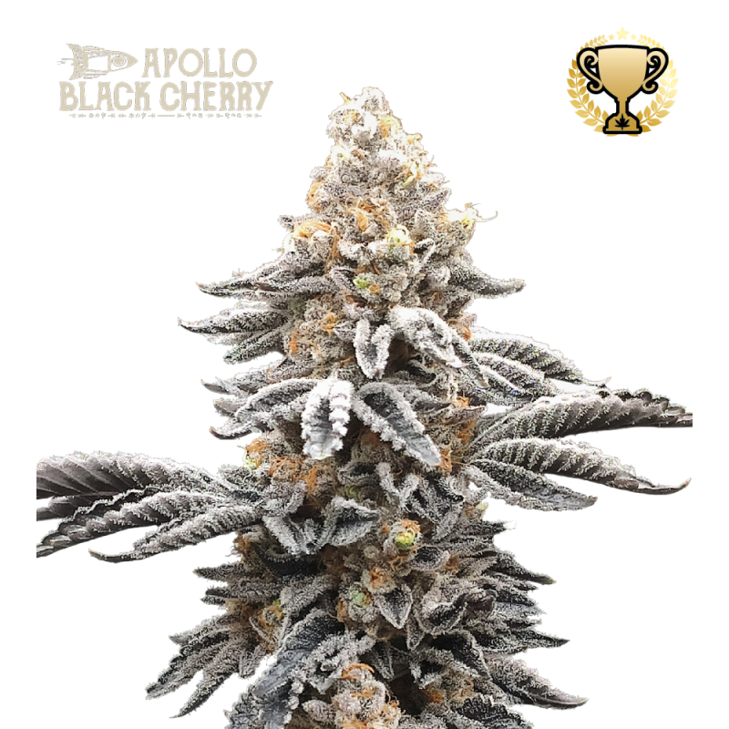 Buy Apollo Black Cherry Fem exclusive seeds️ - Seedstockers