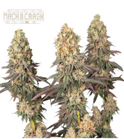 Buy Mack and Crack Fem Exclusive Seeds️ - Seedstockers