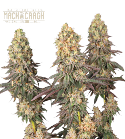 Buy Mack and Crack Fem Exclusive Seeds️ - Seedstockers