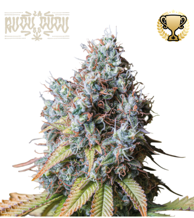 Buy Rucu Cucu OG Fem Exclusive Seeds️ - Seedstockers