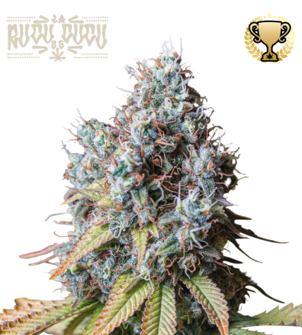 Buy Rucu Cucu OG Fem Exclusive Seeds️ - Seedstockers