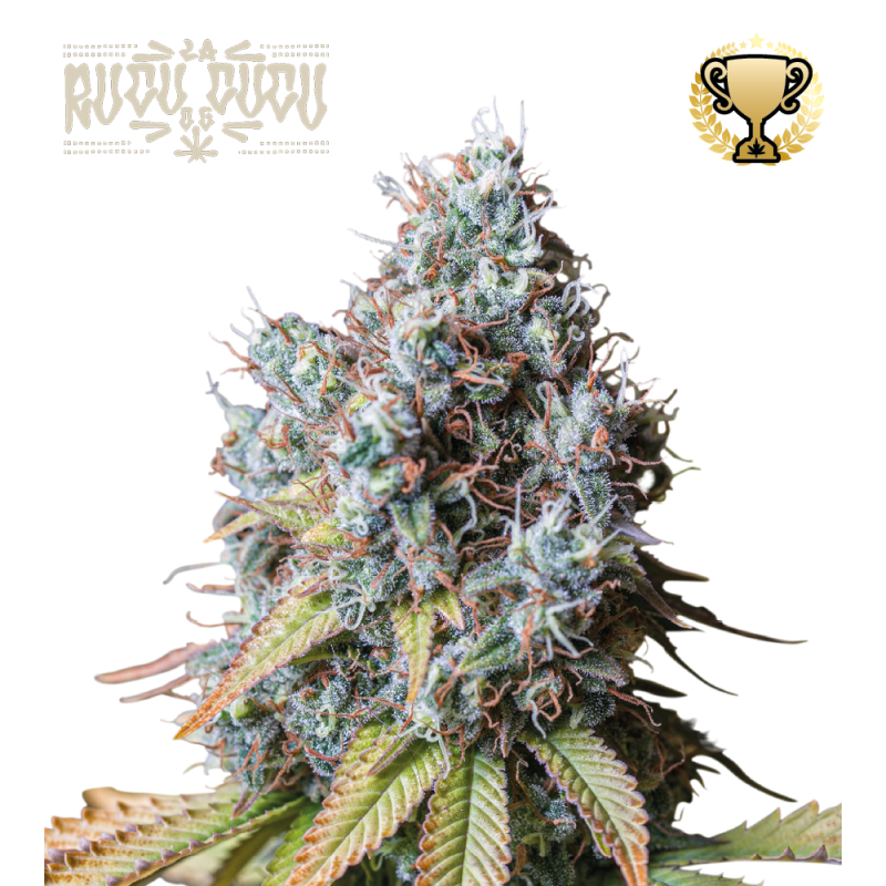 Buy Rucu Cucu OG Fem Exclusive Seeds️ - Seedstockers