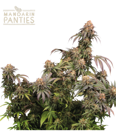 Buy Mandarin Panties Fem Exclusive Seeds - Seedstockers