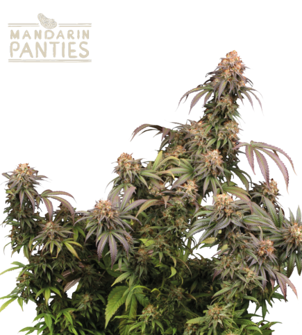 Buy Mandarin Panties Fem Exclusive Seeds - Seedstockers