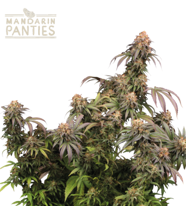 🪴 Mandarin Panties© | Feminized Cannabis Seeds | Shop at Seedstockers UK 🐿️