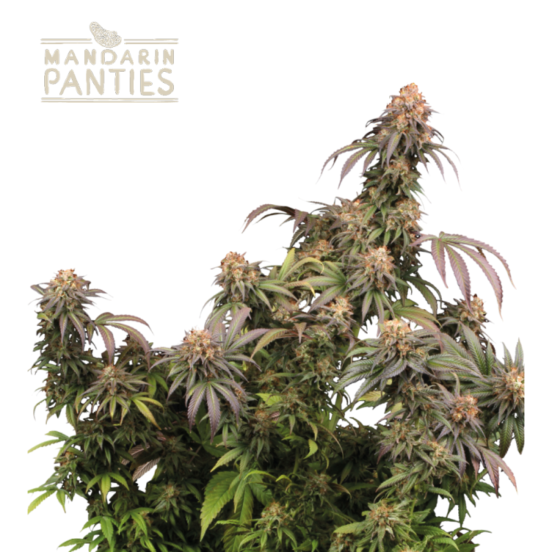 Buy Mandarin Panties Fem Exclusive Seeds - Seedstockers