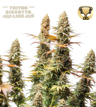 🪴 Triton Biscotto Lime© | Feminized Cannabis Seeds | Shop at Seedstockers UK 🐿️