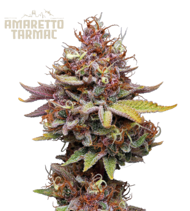 🪴 Amaretto Tarmac© | Feminized Cannabis Seeds | Shop at Seedstockers UK 🐿️
