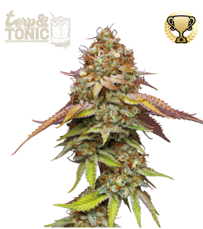 Terp & Tonic Fem seeds at Best Price Online | Seedstockers