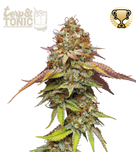 Terp & Tonic Fem seeds at Best Price Online | Seedstockers