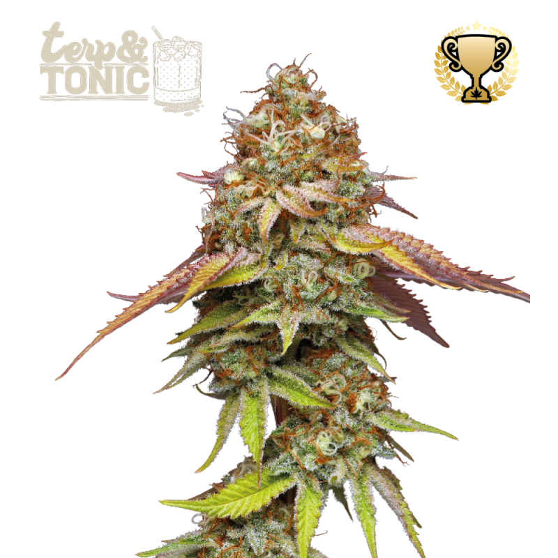 Terp & Tonic Fem seeds at Best Price Online | Seedstockers