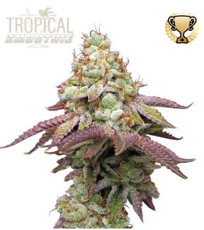 Buy Tropical Zmoothie Feminised seeds online - Seedstockers