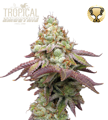 Buy Tropical Zmoothie Feminised seeds online - Seedstockers