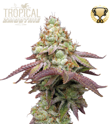 🪴 Tropical Zmoothie© | Feminized Cannabis Seeds | Shop at Seedstockers UK 🐿️