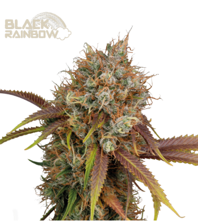 Black Rainbow Fem - Best Price Online | Seedstockers