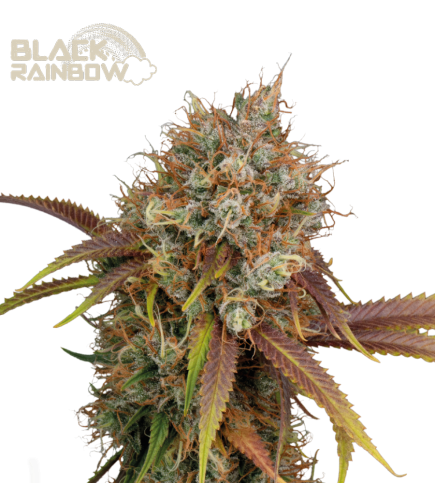 Black Rainbow Fem - Best Price Online | Seedstockers