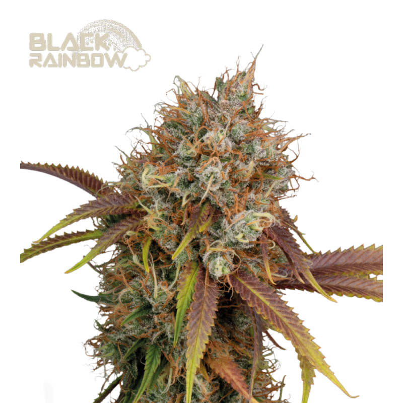 Black Rainbow Fem - Best Price Online | Seedstockers