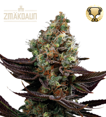 Zmäkdaun Feminized. Buy outdoor cannabis Seed UK