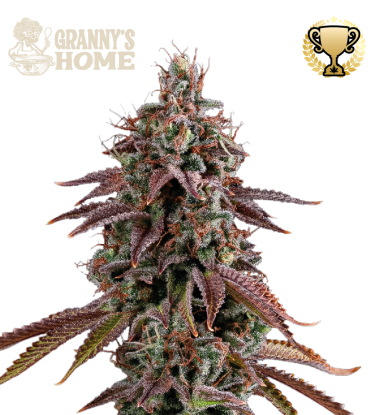 🪴 Granny's Home© | Feminized Cannabis Seeds | Shop at Seedstockers UK 🐿️