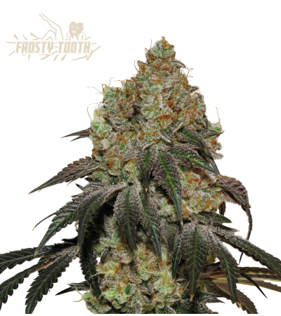 Frosty Tooth Feminized