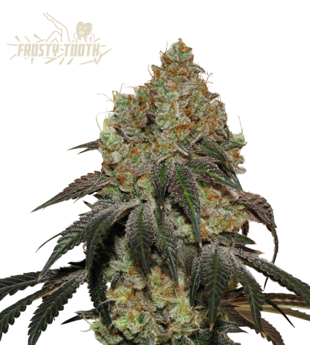 Frosty Tooth Feminized